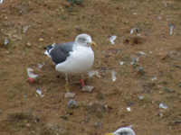 Goéland brun Larus fuscus C85