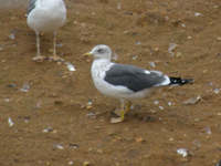 Goéland brun Larus fuscus E003/E