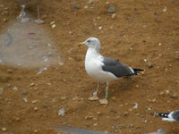 Go&eacute;land brun Larus fuscus