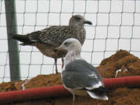 Goéland brun Larus fuscus