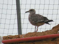 Goéland brun Larus fuscus