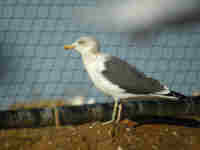 Goéland brun Larus fuscus