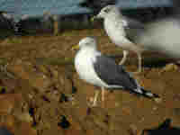 Goéland brun Larus fuscus