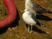 Goéland brun Larus fuscus