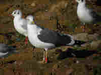 Goéland brun Larus fuscus TLC