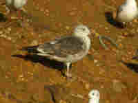 Goéland brun Larus fuscus V0PH