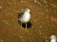 Goéland brun Larus fuscus V0PH