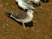 Goéland brun Larus fuscus V0PH