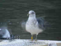 Goéland brun Larus fuscus H77·K