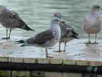 Goéland brun Larus fuscus V0PH