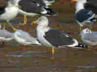 Goéland brun Larus fuscus