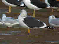 Goéland brun Larus fuscus