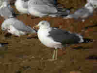 Goéland brun Larus fuscus