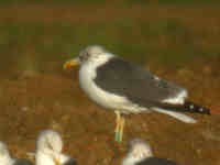 Goéland brun Larus fuscus