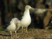 Goéland brun Larus fuscus