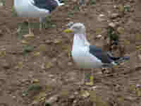 Goéland brun Larus fuscus