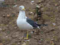 Goéland brun Larus fuscus