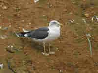 Goéland brun Larus fuscus