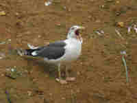 Goéland brun Larus fuscus