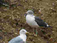 Goéland brun Larus fuscus