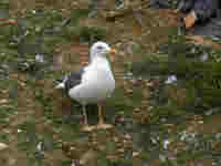 Goéland brun Larus fuscus