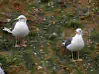 Goéland brun Larus fuscus