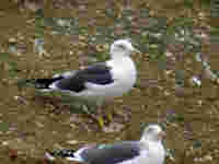 Goéland brun Larus fuscus