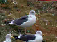 Goéland brun Larus fuscus