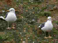 Goéland brun Larus fuscus