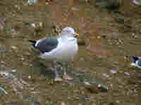 Goéland brun Larus fuscus