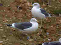 Goéland brun Larus fuscus