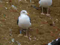 Goéland brun Larus fuscus