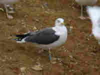 Goéland brun Larus fuscus