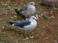 Goéland brun Larus fuscus