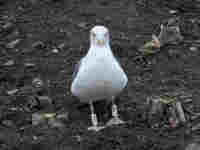 Goéland brun Larus fuscus