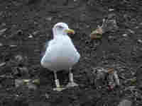 Goéland brun Larus fuscus