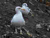 Goéland brun Larus fuscus