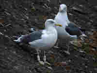 Goéland brun Larus fuscus