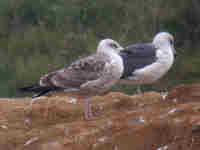 Goéland brun Larus fuscus