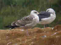 Goéland brun Larus fuscus