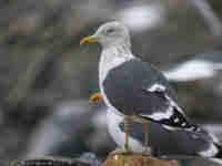 Goéland brun Larus fuscus A·R