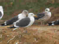 Goéland brun Larus fuscus KH·AF