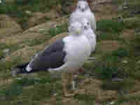 Goéland brun Larus fuscus TN2