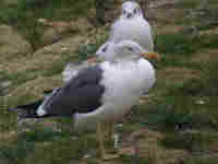 Goéland brun Larus fuscus TN2