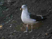 Goéland brun Larus fuscus DMA·M