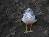 Goéland brun Larus fuscus F96/E