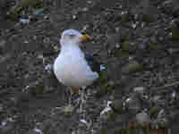 Goéland brun Larus fuscus L:B