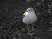 Goéland brun Larus fuscus UP5