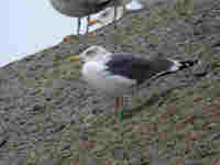 Goéland brun Larus fuscus