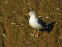 Goéland brun Larus fuscus BVA